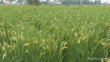 农村田野水稻穗五常大米粮食
